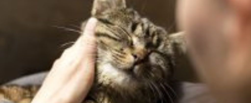Katze
